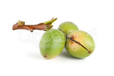 Branch of a walnut isolated