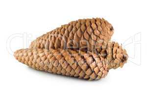 Dry pine cone isolated