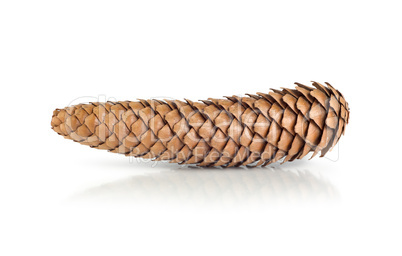 Dry pine cone