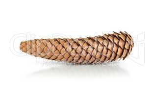 Dry pine cone