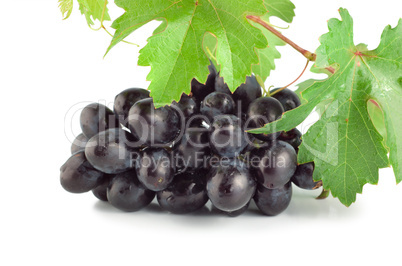 Fresh blue grape isolated