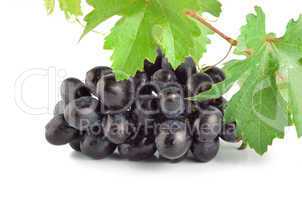 Fresh blue grape isolated