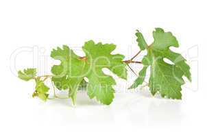 Grape leaves isolated