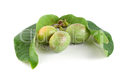 Ripe branch of a walnut isolated on a white