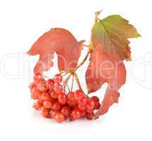 Ripe viburnum isolated