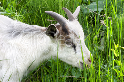 Goat in the green grass