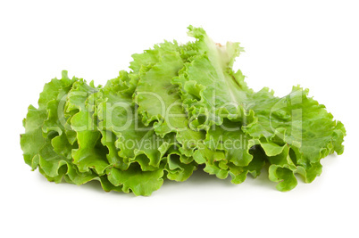 Leaves lettuce