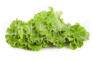 Leaves lettuce
