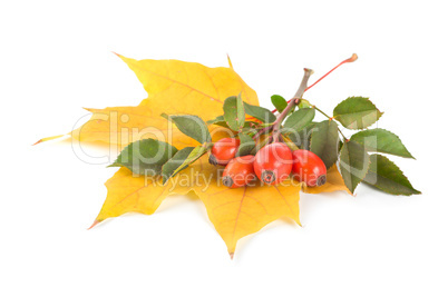 Maple leaf and briar
