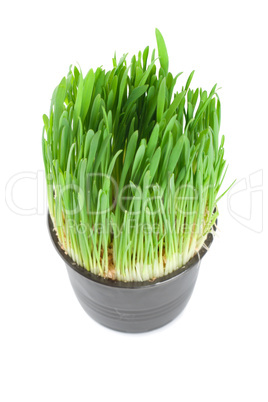 Green grass in a pot isolated