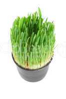 Green grass in a pot isolated