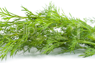 Green dill