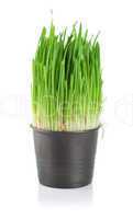 Green grass in a pot