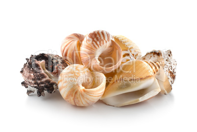 Sea shells