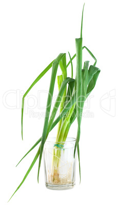 Bunch green onions