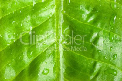 Green leaf