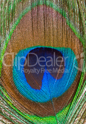Peacock feather closeup