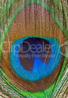 Peacock feather closeup