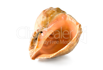 Shell isolated