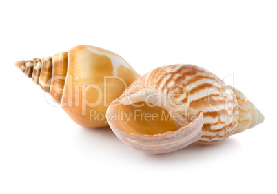 Two seashells