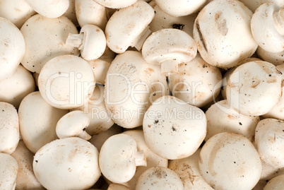 Background from the raw mushrooms