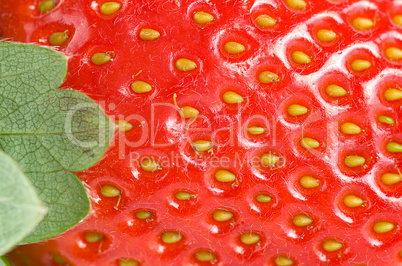 Green leaf and juicy strawberry