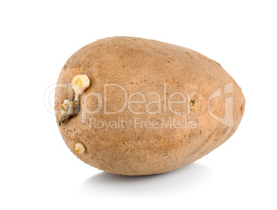 One raw potatoe isolated