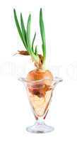 Onions in a glass vase