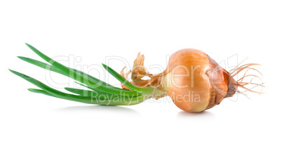 Onions with green scion isolated