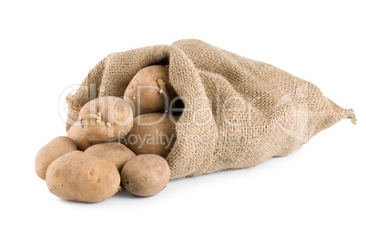 Raw potatoes isolated