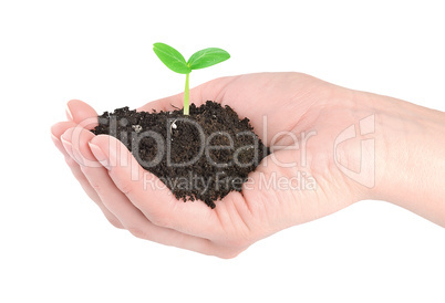 Human hands and young green plant