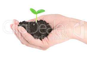 Human hands and young green plant