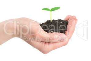 Human hands and young plant isolated