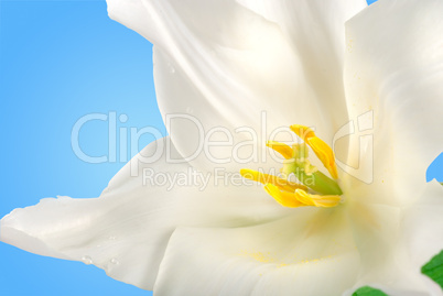 White tulip