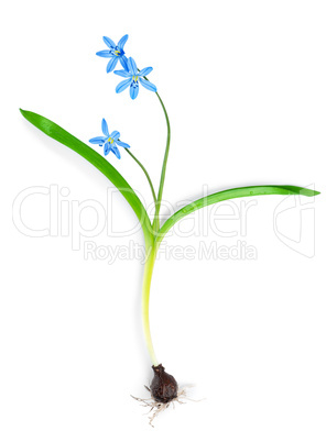 Snowdrop blue isolated