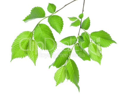 Branch of green leaves isolated