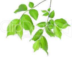 Branch of green leaves isolated