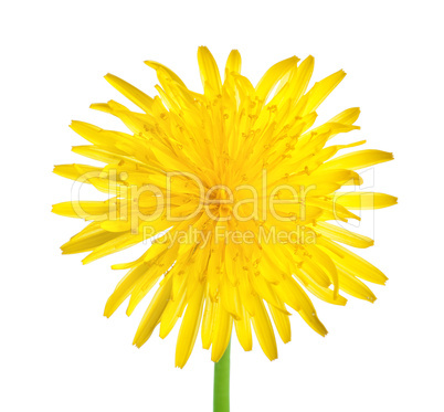 Dandelion close up