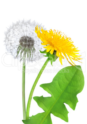 Dandelion flower isolated