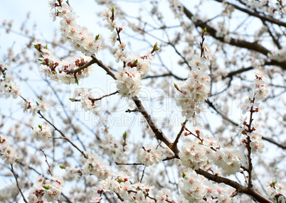 Flowering apricot tree