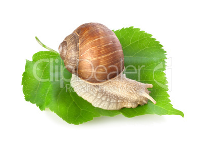 Snail on a green leaf