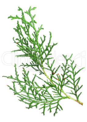 Branch thuja