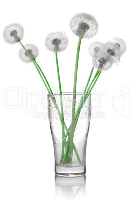 Dandelions in a glass