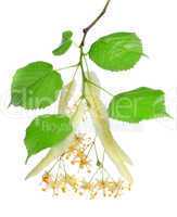 Flowers of linden-tree