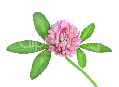 Red clover isolated