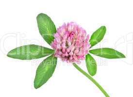 Red clover isolated