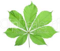 Single horse chestnut leaf
