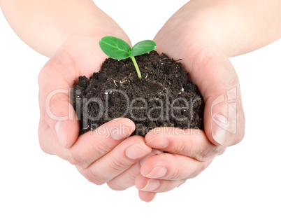 Young plant in hands