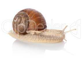 Crawling snail