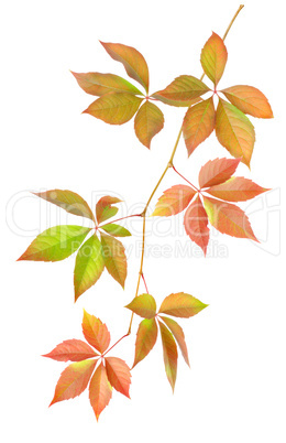 Branch with leaves